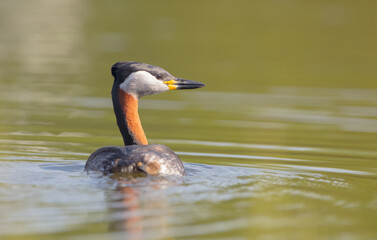 Red-necked grebe at the small lake in spring