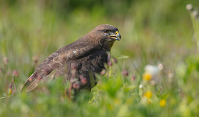 Common Buzzard in spring at a wet forest