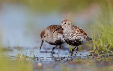 Dunlin - adult bird at a wetland on the spring migration 