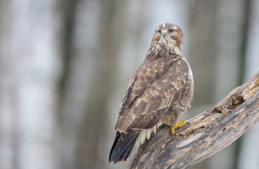 Common Buzzard in winter at a wet forest