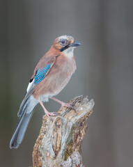 Eurasian Jay - in winter at the wet forest