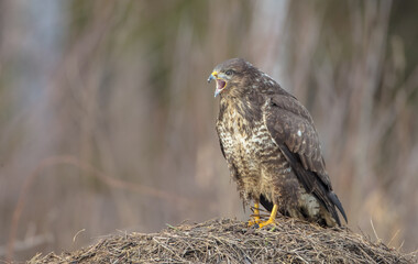 Common Buzzard in winter at a wet forest