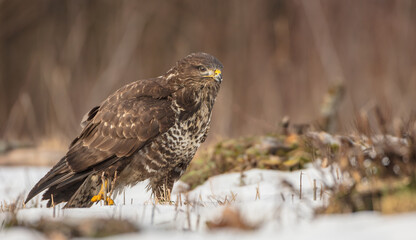 Common Buzzard in winter at a wet forest