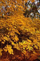 kolory jesieni, z&oacute;łte liście jesinne, jesień w parku, ż&oacute;łte drzewo w parku, złota, polska jesień, światło cień, autumn colors, yellow autumn leaves, Klon jesienia, Acer, las jesienią