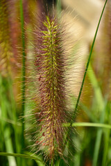 Obraz premium kwiatostan rozplenicy, kwitnąca rozplenica japońska, kłos kwiatowy rozplenicy, Pennisetum alopecuroides, Pennisetum grass, fountain grass 