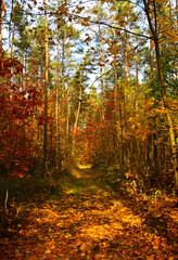Obraz premium kolory jesieni, pomarańczowe i zółte liście jesinne, las jesienią, złota, polska jesień, światło cień, złota pora roku, autumn colors, orange and yellow autumn leaves, autumn forest, light and shadow