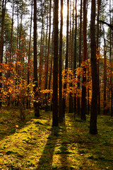 las jesienią w promieniach słońca, mech w jesiennym lesie, painted light with shadow, autumn forest in the rays of the sun, moss in the autumn forest, the rays of the sun illuminate the forest floor   © kateej