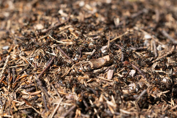 vista macro di tantissime formiche nere che si spostano all'esterno del loro formicaio, di giorno, in primavera