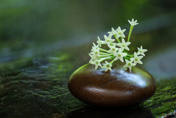  Night Jessamine or Cestrum Nocturnum branch flowers on natural background.