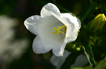 Dzwonek ogrodowy biały dzwonek, Campanula medium, Blooming white flower of Canterbury bells.