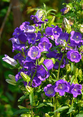 Dzwonek ogrodowy fioletowy dzwonek, Campanula medium, Blooming purple flower of Canterbury bells.