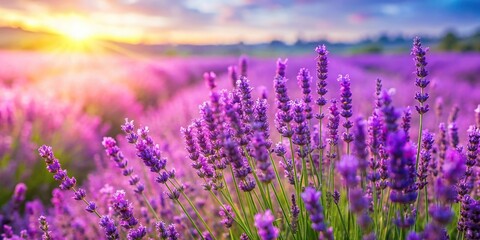 A lush field of purple and pink lavenders swaying gently in the breeze on a sunny day, sunflower fields, fields of lavender, countryside views, garden views, blooming flowers