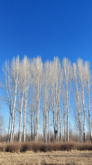 birch trees in autumn