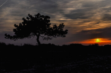 The sunset and the Pine tree, Portugal
