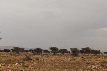 Savannah, North Afrika, Bouhedma National park, southern Tunisia