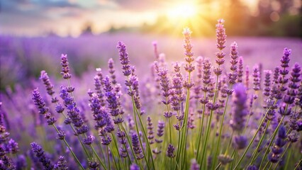 Aromatic lavender field with tall, slender plants swaying gently in the breeze, green hills, blooming wildflowers