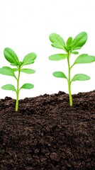 Enhancing garden spaces with rich black soil and vibrant green sprouts on a clean white background