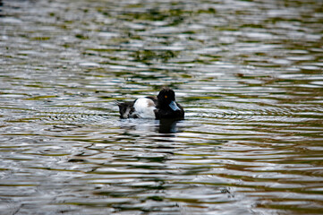 Reiherente schwimmt auf welligen See