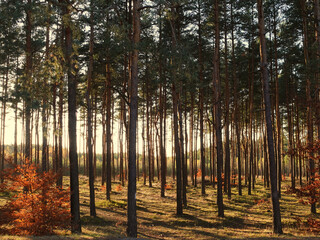 Dense Pine Forest with Sunlight and Autumn Leaves