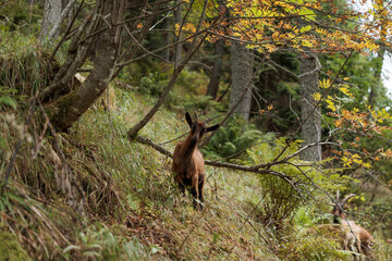 giovane capra dal pelo marrone, insieme al suo gregge su un pendio erboso in montagna, mentre guarda verso la fotocamera, in mezzo alla vegetazione, di giorno, in autunno