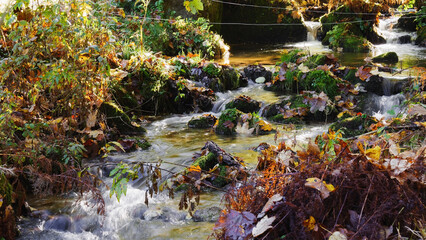 Water flowing in the forest