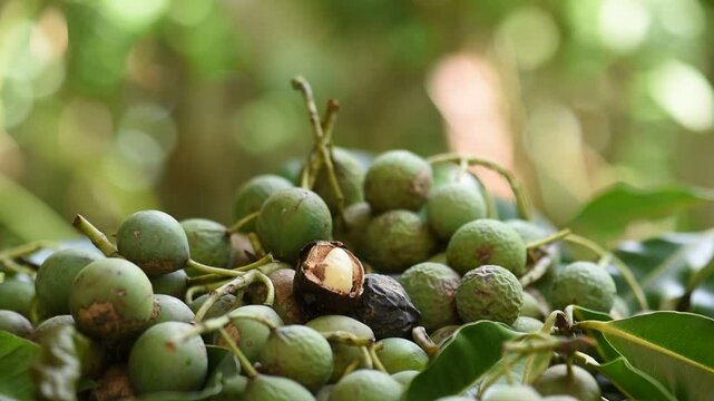 Alexandrian laurel or Calophyllum inophyllum fruits on natural background.