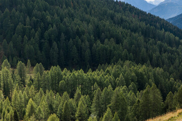 dettagli di una vasta foresta verde di conifere lungo il pendio di una montagna, di giorno, in autunno, nella penombra