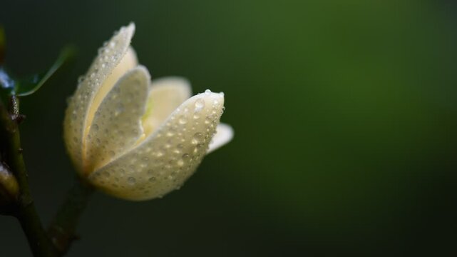 Magnolia figo flower on natural background.