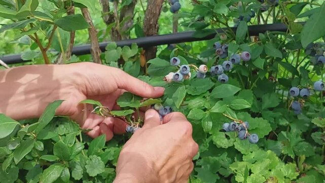 woman picks blueberries in a field. View from the back, selected focus. Vaccinium corimbosum