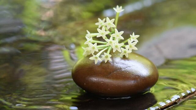 Night Jessamine or Cestrum Nocturnum branch flowers on the rock and flowing water on an old wooden background.
