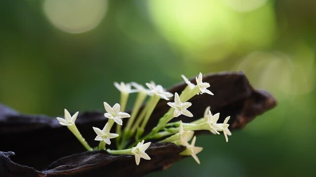 Night Jessamine or Cestrum Nocturnum branch flowers on natural background.