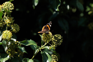 vista macro di una bellissima farfalla dalle ali marroni, arancioni, bianche e nere ferma sull'ammasso di bacche di una pianta di edera verde, di giorno, in primavera