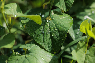 vista macro di minuscole gocce d'acqua trasparenti sulla superficie di una foglia verde, di giorno,...