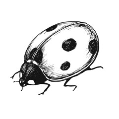 Ladybug sketch isolated on white background. Vintage animal bug vector illustration.
