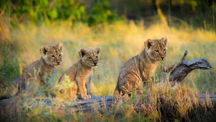 Two lion cubs are playfully exploring a grassy landscape, with one walking on a fallen log while the other observes. The setting sun casts a warm glow.