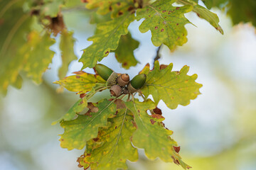 vista macro di alcuni rami, delle foglie verdi, gialle e marroni con le ghiande di un albero di quercia su sfondo sfuocato