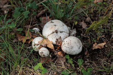 vista macro di un ammasso di grandi e piccoli funghi bassi e bianchi, dal cappello rotondo e concavo, cresciuti in un ambiente naturale di campagna