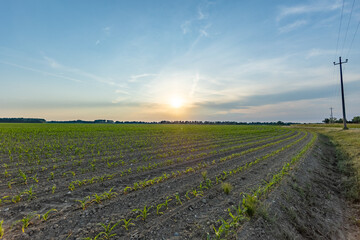 vista panoramica di un campo agricolo in una zona di pianura, con tantissime giovani piante di mais, dalle foglie verdi, al tramonto, in primavera