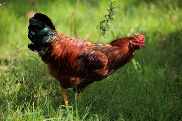 ritratto di un gallo dalle piume color marrone scuro e la coda nera che si muove in mezzo all'erba verde in un prato, di giorno, in primavera © PhotoMet