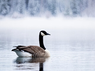 Fototapeta premium Canadian Goose Resting by the Winter Lake
