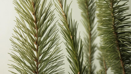 Fototapeta premium Сlose up of a tree with green leaves and brown tips. The tree is surrounded by a white background, sense of contrast and highlights the natural beauty of the tree, reusing christmas trees.