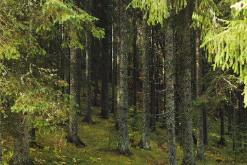 vista dettagliata di un bellissimo bosco di montagna nelle foreste vicino a Tarvisio, nell'Italia...