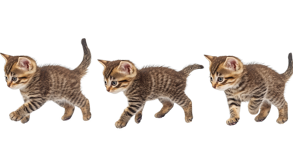 Three adorable kittens running in a row, captivating display of playful energy and feline charm