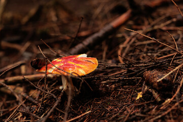 vista macro di un fungo dall'ampio cappello di colore arancione e rosso su un terreno di montagna coperto da rami di alberi caduti e umidi, in autunno