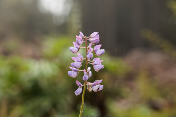vista macro in primo piano di una pianta dal gambo sottile e tanti fiori di colore rosa. bosco naturale di montagna sfuocato sullo sfondo, di giorno, in autunno