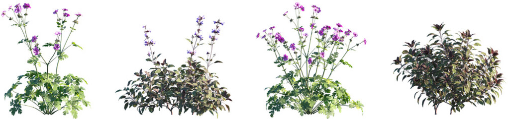 Set of Geranium palmatum and Salvia Officinalis Tricolor frontal isolated png on a transparent background perfectly cutout high resolution