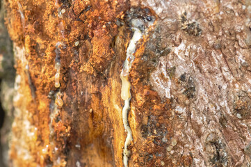 White rubber resin on tree bark.