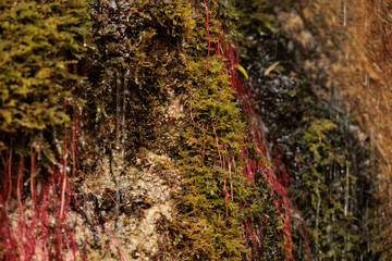 vista macro di una parete coperta da vari strati di muschio verde e varie lunghe e sottili radici rosse