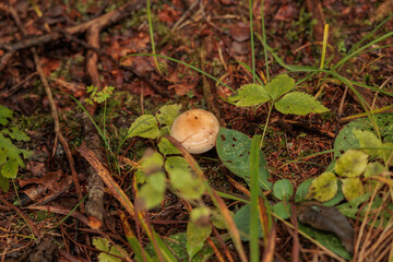 vista macro di un piccolo fungo marrone, circondato da piccole piante con foglie verdi, su un terreno di un bosco, in autunno