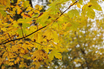 rami di un albero con foglie dai colori caldi in autunno in primo piano, bosco sfuocato sullo sfondo